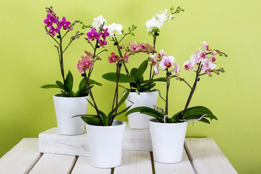 Orchidée de dernière minute à Paris : que faire quand on a oublié un cadeau ?