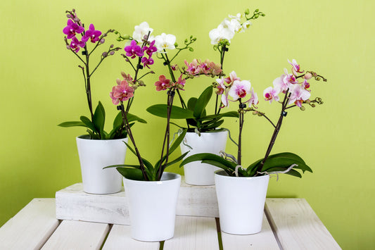 Orchidée de dernière minute à Paris : que faire quand on a oublié un cadeau ?